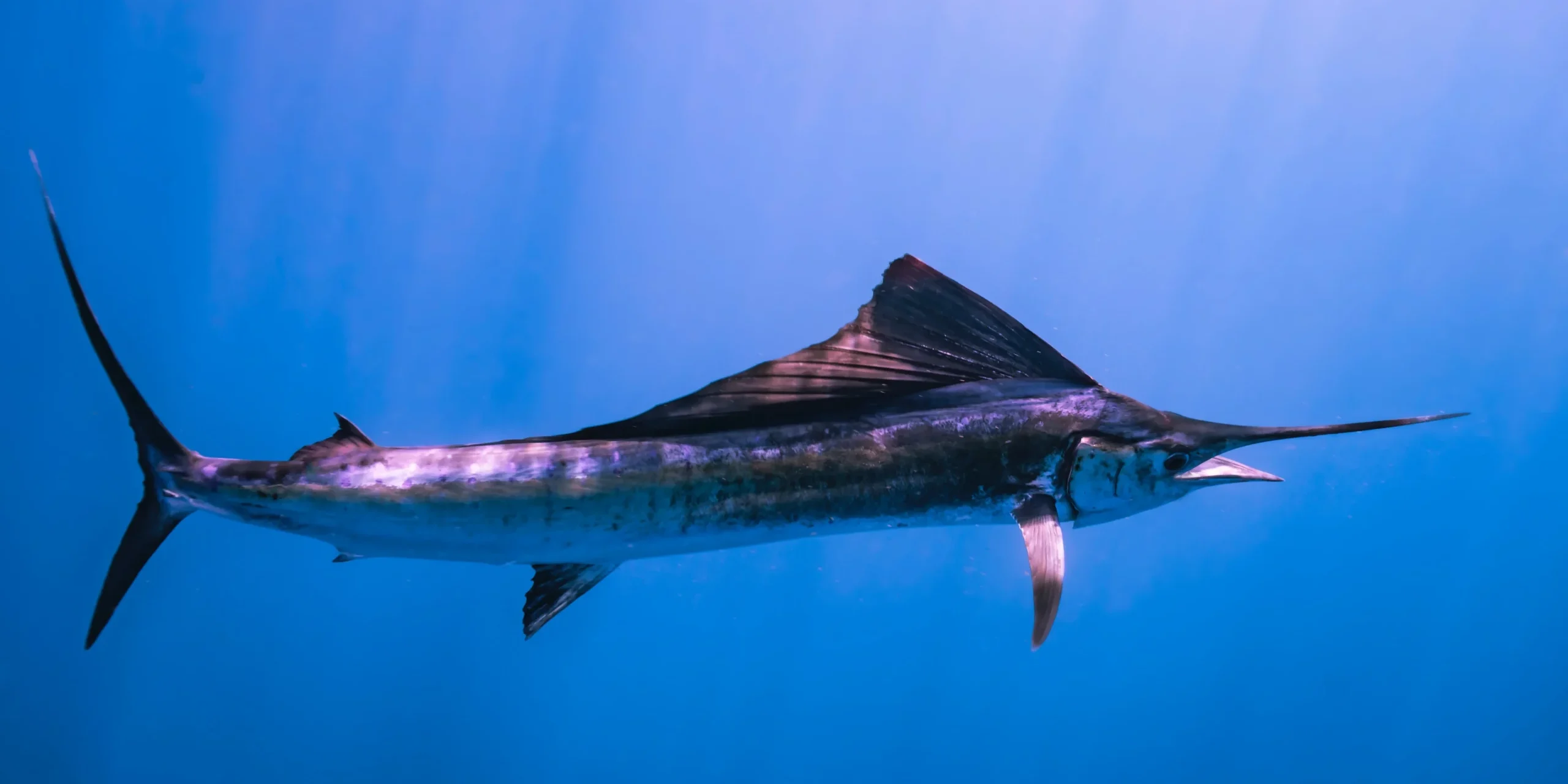 Sailfish Facts and It's History in Stuart Florida
